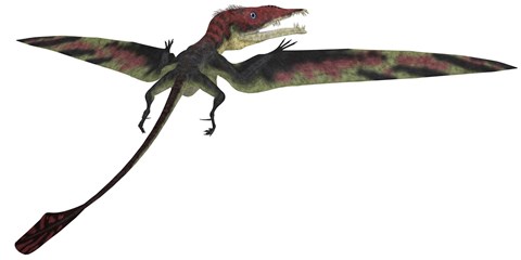 Framed Eudimorphodon was a pterosaur that lived during the Triassic Period Print