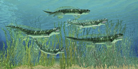 Framed Orthacanthus was a freshwater shark that thrived in the Devonian Period Print