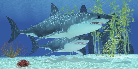 Framed Two Megalodon sharks from the Cenozoic Era Print