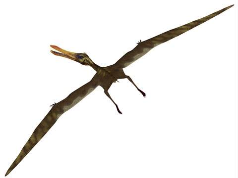 Framed Anhanguera was a fish-eating pterosaur from the Cretaceous era of Brazil Print