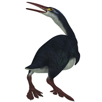 Framed Hesperornis was a a flightless bird that lived during the Cretaceous Period Print