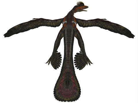 Framed Microraptor was a flying dinosaur that lived during the Cretaceous Period Print