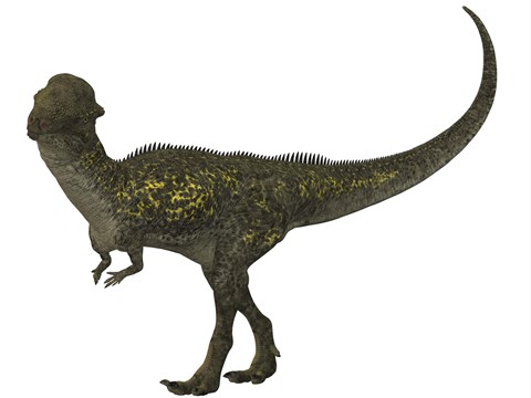 Framed Stegoceras was a herbivorous dinosaur that lived during the Cretaceous Period Print
