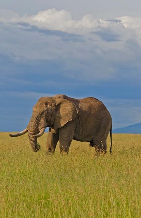 Framed Kenya, Maasai Mara National Park, Male elephant Print