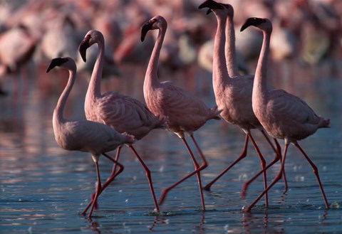 Framed Lesser Flamingoes, Lake Nakuru National Park, Kenya Print