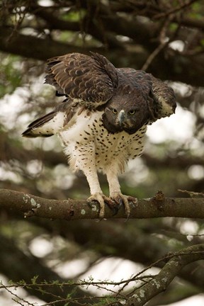 Framed Martial Eagle, Gol Kopjes, Serengeti National Park, Tanzania Print