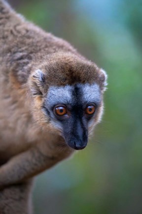 Framed Lemur, Perinet Reserve, Toamasina, Madagascar Print
