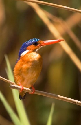 Framed Malawi, Liwonde NP, Malachite kingfisher bird on branch Print