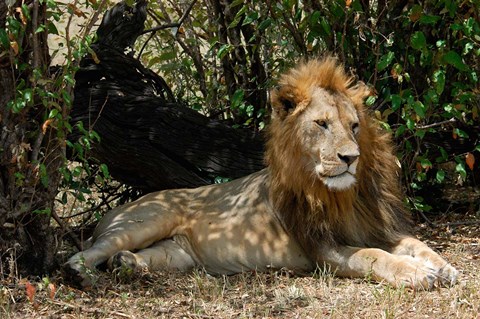 Framed Kenya, Masai Mara Game Reserve, lion in bushes Print