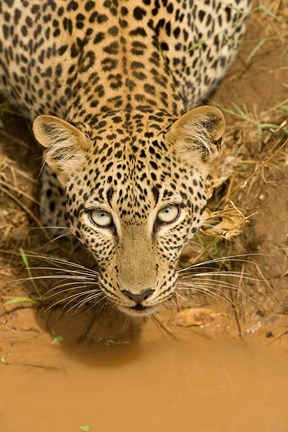 Framed Leopard at waterhole in Masai Mara GR, Kenya Print