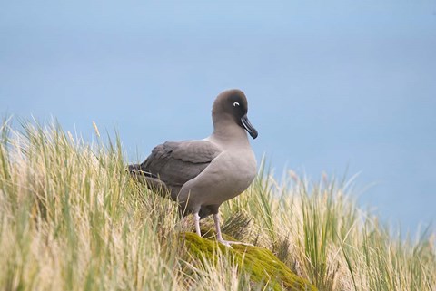 Framed Light-mantled sooty albatross bird, Gold Harbor Print