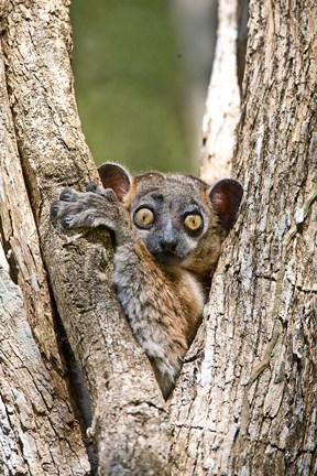 Framed Madagascar, White-footed sportive lemur primate Print