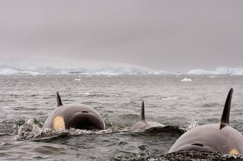 Framed Killer whales pod, western Antarctic Peninsula Print