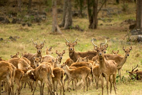 Framed Mauritius, Java deer wildlife Print