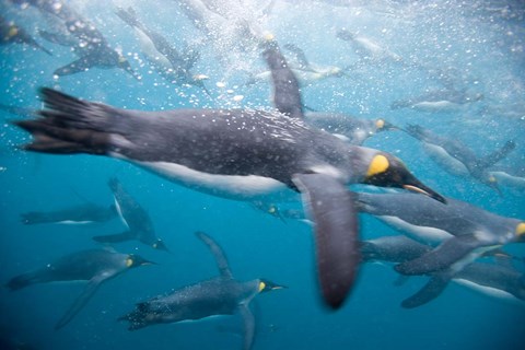 Framed King Penguins Swimming in Right Whale Bay, South Georgia Island, Sub-Antarctica Print