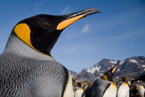 Framed King Penguins Along Shoreline in Massive Rookery, Saint Andrews Bay, South Georgia Island, Sub-Antarctica Print
