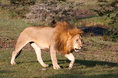 Framed Lion, Panthera leo, Maasai Mara, Kenya. Print
