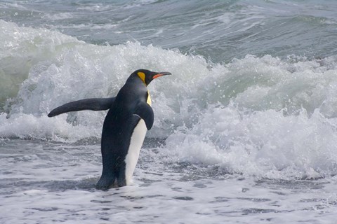 Framed King Penguin, Salisbury Plain, South Georgia Print