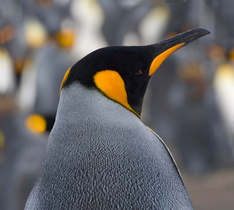 Framed King Penguin, Salisbury Plain, South Georgia, Antarctica Print