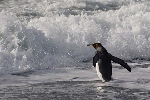 Framed King Penguin in the surf, Antarctica Print