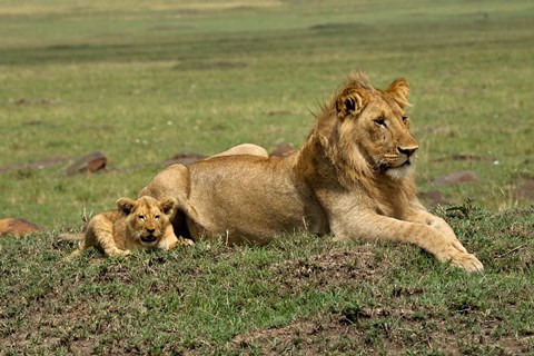 Framed Lion cub with male lion, Maasai Mara, Kenya Print