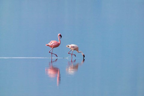 Framed Lesser Flamingoes (Phoenicopterus minor), Lake Nakuru, Kenya Print