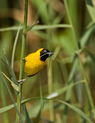 Framed Lesser Masked Weaver bird, Mkuze GR, South Africa Print