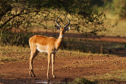 Framed Impala, Maasai Mara Wildlife Reserve, Kenya Print