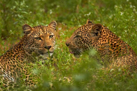 Framed Leopards, Kruger National Park, South Africa Print