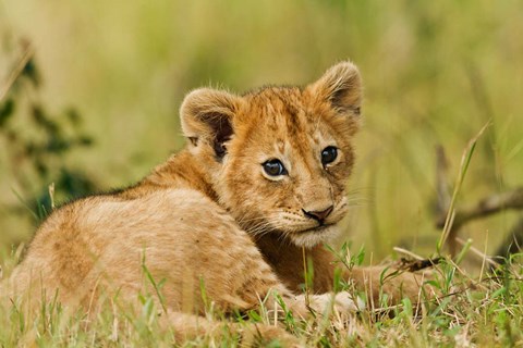 Framed Lion cub in the bush, Maasai Mara Wildlife Reserve, Kenya Print