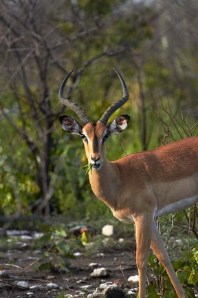 Framed Male Black-faced impala, Etosha National Park, Namibia Print