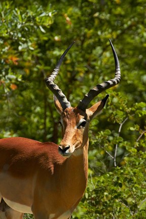 Framed Male Impala, Hwange National Park, Zimbabwe, Africa Print