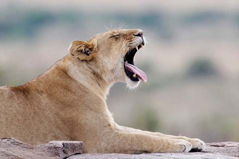 Framed Kenya, Masai Mara NWR, Keekorok Lodge. African lion Print