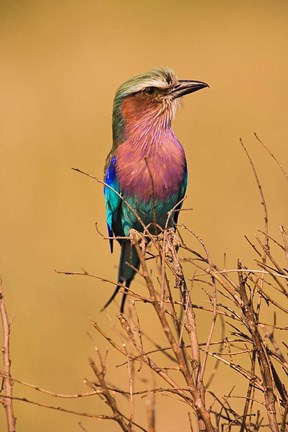Framed Lilac-breasted Roller, Masai Mara Game Reserve, Kenya Print
