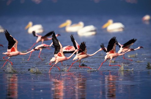 Framed Lesser Flamingos running on water, Lake Nakuru National Park, Kenya Print