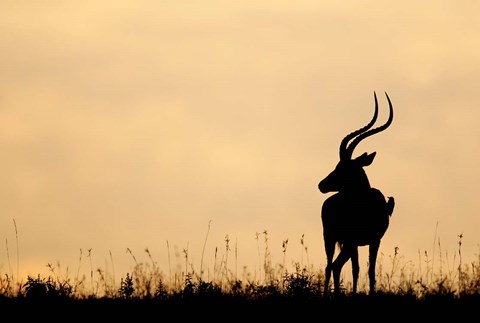 Framed Impala With Oxpecker Bird, Nakuru National Park, Kenya Print