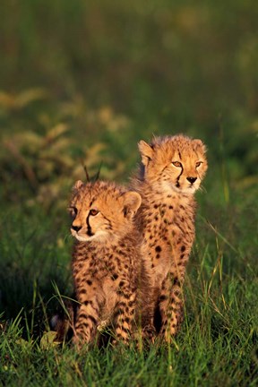 Framed Cheetah cubs, Kenya Print