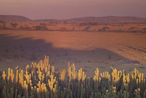 Framed Landscape View, Serengeti National Park, Tanzania Print