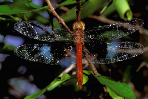 Framed Madagascar, Ankarana Reserve, Malagasy Dragonfly insect Print