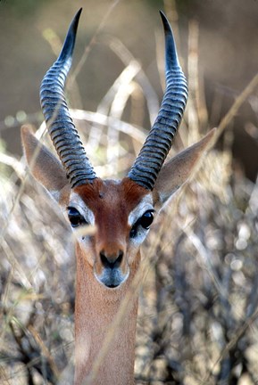 Framed Male Gerenuki with Large Eyes and Curved Horns, Kenya Print