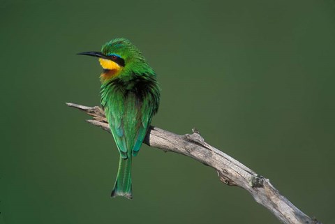 Framed Kenya, Masai Mara Game Reserve, Little Bee Eater bird Print