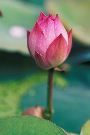 Framed Lotus flower bud, Hangzhou, Zhejiang Province, China Print