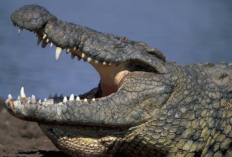 Framed Kenya, Masai Mara Game Reserve, Nile Crocodile Print