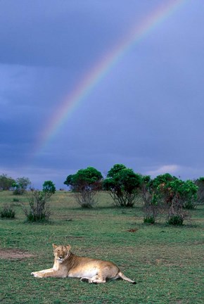 Framed Lioness Resting Under Rainbow, Masai Mara Game Reserve, Kenya Print