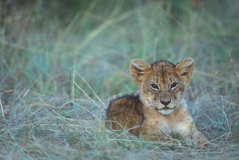 Framed Lion Cub Rests in Grass, Masai Mara Game Reserve, Kenya Print