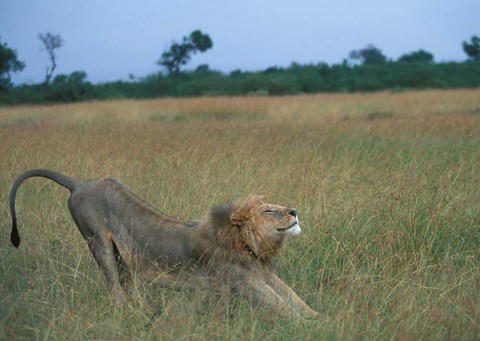 Framed Lion Stretches in Tall Grass, Masai Mara Game Reserve, Kenya Print