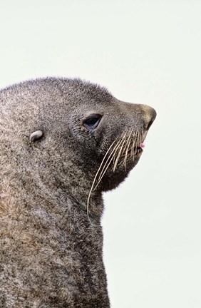 Framed Close up of Antarctic Fur Seal, South Georgia, Sub-Antarctica Print