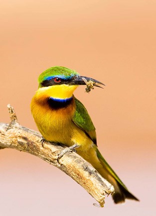 Framed Little Bee-eater Bird on limb with bee in beak, Kenya Print