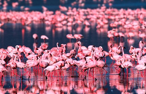 Framed Lesser Flamingos, Lake Nakuru, Kenya Print