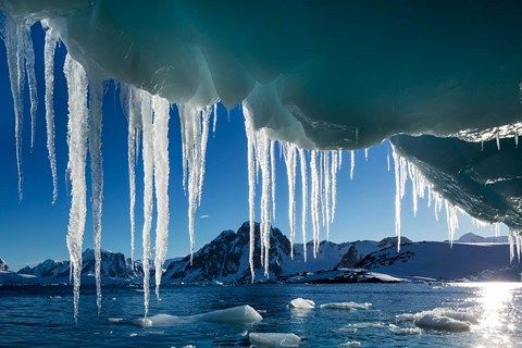 Framed Icicle hangs from melting iceberg by Petermann Island, Antarctica. Print
